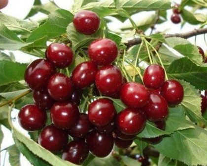 Черешня Память Жукова