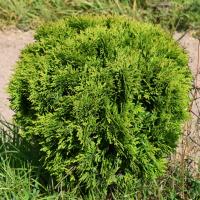 Туя западная Даника