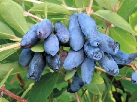 Жимолость Павловская