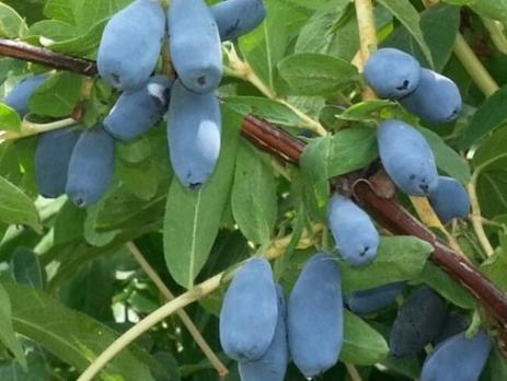 Жимолость Славянка