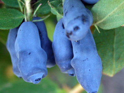 Жимолость Соловей