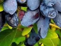 Жимолость Фиалка