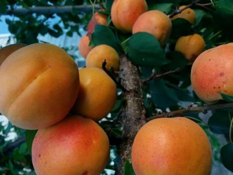 Абрикос Графиня
