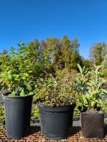 Для женщин 3С3,С1