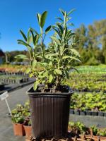 Для женщин 3С3,С1