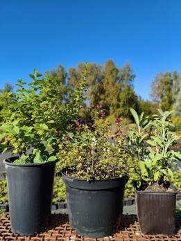 Для женщин 3С3,С1