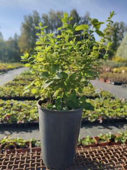 Для женщин 3С3,С1