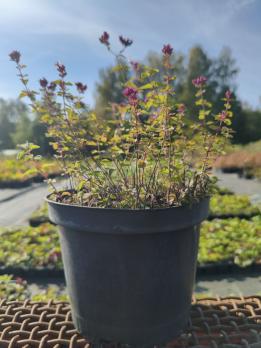 Для женщин 3С3,С1