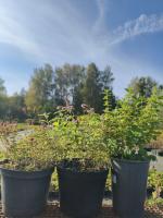 Для домашней косметологии 3С3