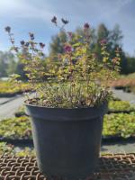 Для домашней косметологии 3С3