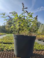 Для домашней косметологии 3С3