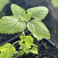 Для домашней косметологии 3С3