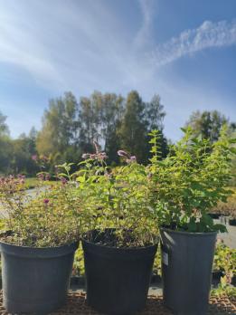 Для домашней косметологии 3С3