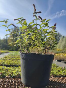 Для домашней косметологии 3С3