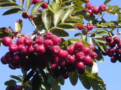 Рябина Титан