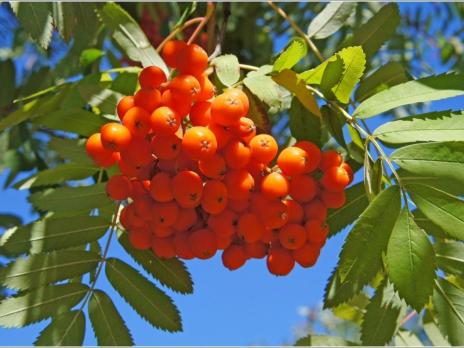 Рябина Сорбинка