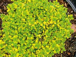 Тимьян лимоннопахнущий ауреа