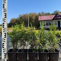 Туя западная Смарагд - набор для живой изгороди 5 шт С1