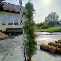 Туя западная Смарагд - набор для живой изгороди 5 шт С1