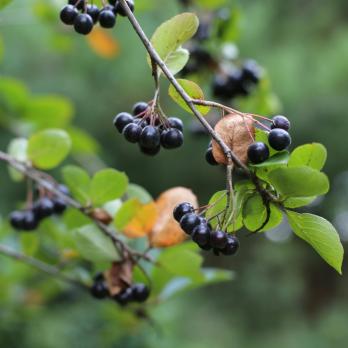 Витамины и защита - набор для живой изгороди 4 шт C1,C3