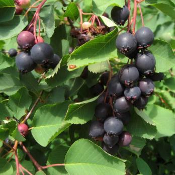 Витамины и защита - набор для живой изгороди 4 шт C1,C3