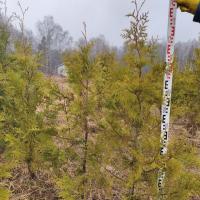 Туя западная Брабант - набор для живой изгороди 5 шт С1