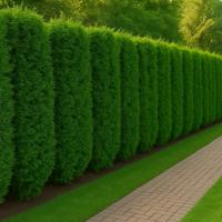 Туя западная Брабант - набор для живой изгороди 5 шт С1