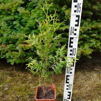 Туя западная Брабант - набор для живой изгороди 5 шт С1