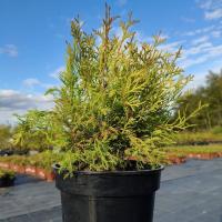 Туя западная Рейнголд