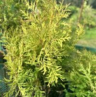 Туя западная Рейнголд