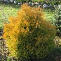 Туя западная Рейнголд