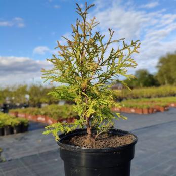 Туя западная Рейнголд