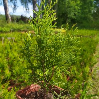 Туя западная Смарагд