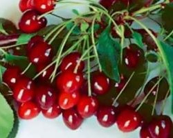 Вишня Лебедянская