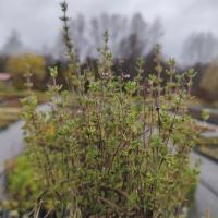 Тимьян Лимонный