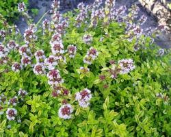 Тимьян Лимонный