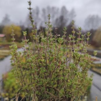 Тимьян Лимонный